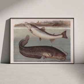 Malle og laks 1890 - Zoologisk planche