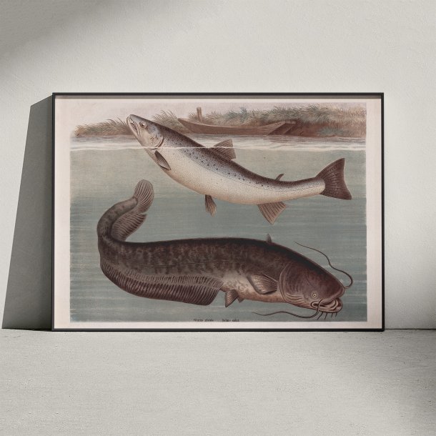 Malle og laks 1890 - Zoologisk planche