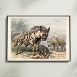 Hy�ne 1890 - Zoologisk planche