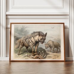 Hy�ne 1890 - Zoologisk planche