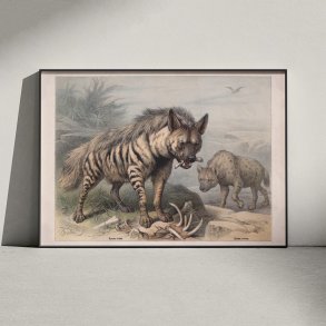 Hy�ne 1890 - Zoologisk planche