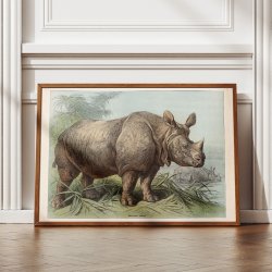 N�sehorn 1890 - Zoologisk planche