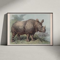 N�sehorn 1890 - Zoologisk planche