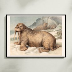 Hvalros 1890 - Zoologisk planche