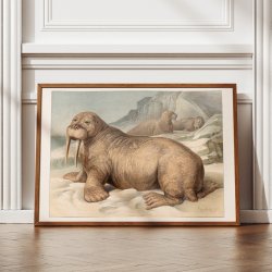 Hvalros 1890 - Zoologisk planche