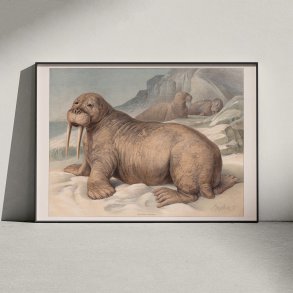 Hvalros 1890 - Zoologisk planche