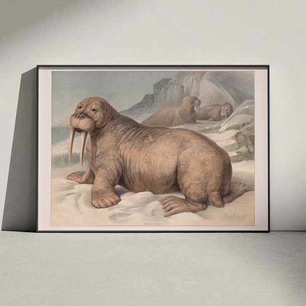 Hvalros 1890 - Zoologisk planche