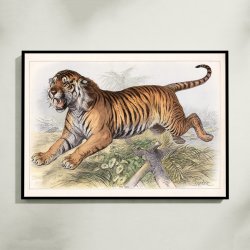 Tiger 1890 - Zoologisk planche