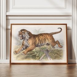 Tiger 1890 - Zoologisk planche
