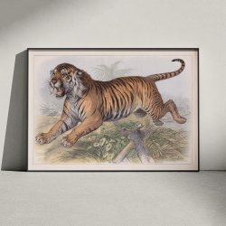 Tiger 1890 - Zoologisk planche