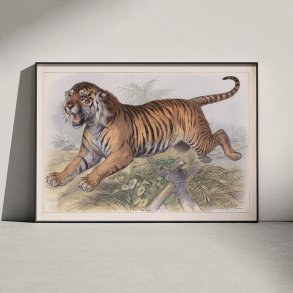 Tiger 1890 - Zoologisk planche