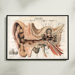 �ret 1916 - Anatomisk planche