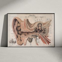 �ret 1916 - Anatomisk planche