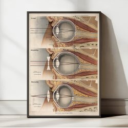 �jet 1916 - Anatomisk planche