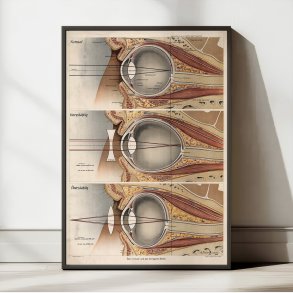 �jet 1916 - Anatomisk planche