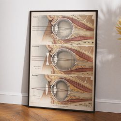 �jet 1916 - Anatomisk planche