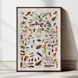 Insekter 1907 - Videnskabelig planche