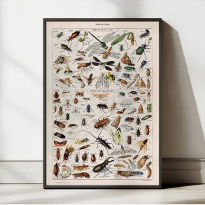 Insekter 1907 - Videnskabelig planche