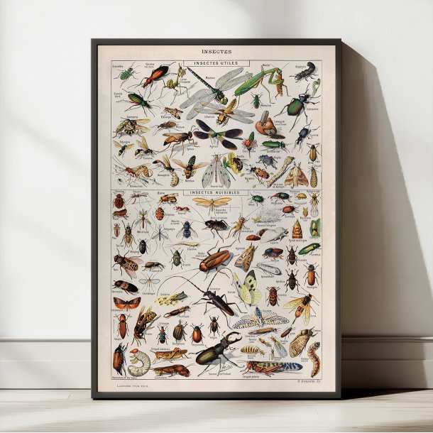 Insekter 1907 - Videnskabelig planche