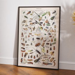 Insekter 1907 - Videnskabelig planche