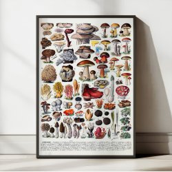 Champignoner 1932 - Millot - Botanisk planche 