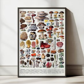 Champignoner 1932 - Millot - Botanisk planche 