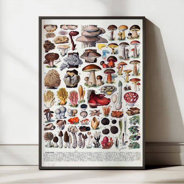 Champignoner 1932 - Millot - Botanisk planche 