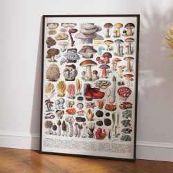 Champignoner 1932 - Millot - Botanisk planche 