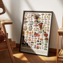 Champignoner 1932 - Millot - Botanisk planche 