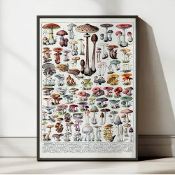 Svampe 1932 - Millot - Botanisk planche 