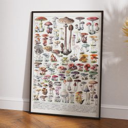 Svampe 1932 - Millot - Botanisk planche 