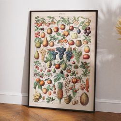 Frugter - Botanisk planche af Adolphe Millot fra 1932