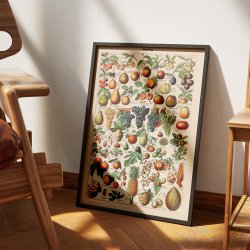 Frugter - Botanisk planche af Adolphe Millot fra 1932