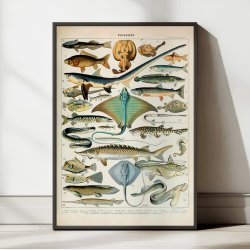 Fisk 1932 - Zoologisk planche af Adolphe Millot