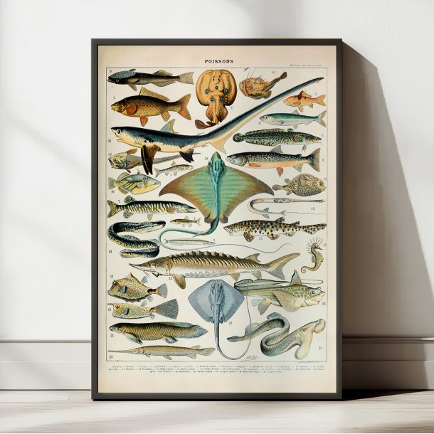 Fisk 1932 - Zoologisk planche af Adolphe Millot