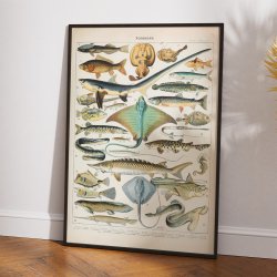 Fisk 1932 - Zoologisk planche af Adolphe Millot