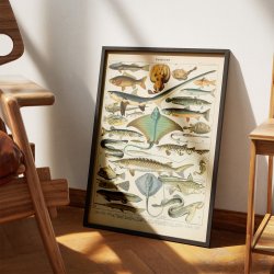 Fisk 1932 - Zoologisk planche af Adolphe Millot