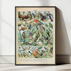 Fugle A 1932 - Adolphe Millot planche