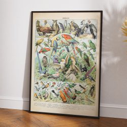 Fugle A 1932 - Adolphe Millot planche