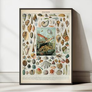 Bl�ddyr 1932 - Adolphe Millot planche