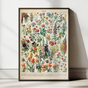Blomster A 1932 - Adolphe Millot planche