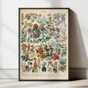Blomster C 1932 - Adolphe Millot planche