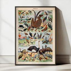 Fugle B 1932 - Adolphe Millot planche