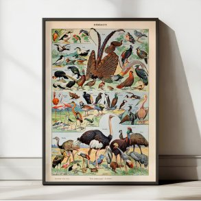 Fugle B 1932 - Adolphe Millot planche