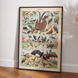 Fugle B 1932 - Adolphe Millot planche