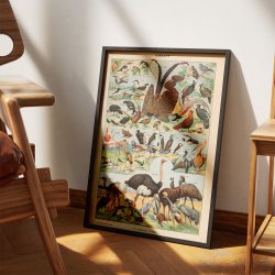 Fugle B 1932 - Adolphe Millot planche