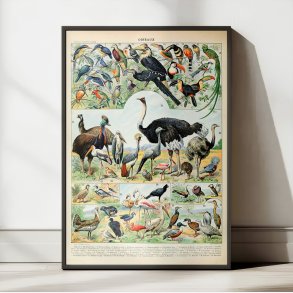 Fugle D 1932 - Adolphe Millot planche