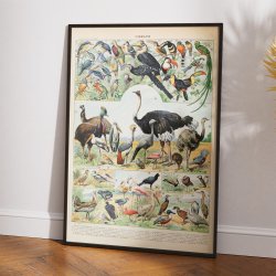 Fugle D 1932 - Adolphe Millot planche