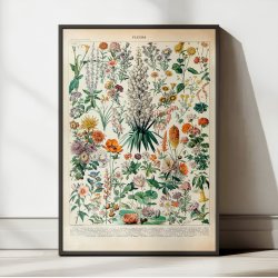 Blomster B 1932 - Adolphe Millot planche