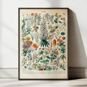 Blomster B 1932 - Adolphe Millot planche